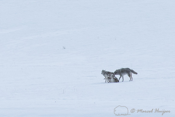 Coyotes in a copulatory tie while a third coyote looks on, Wyomi