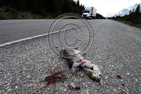 Snowshoe hare (Lepus americanus) roadkill, Saskatchewan River Crossing, AB