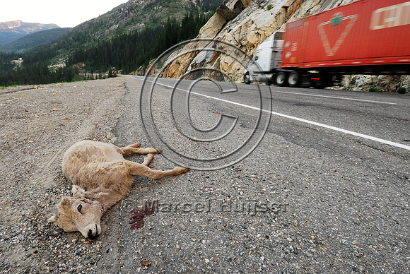 Bighorn sheep (Ovis canadensis) lamb roadkill after licking roadsalt on road shoulder, British Columbia, Canada