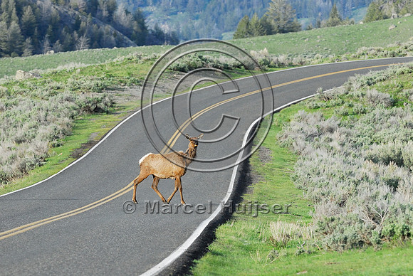 Elk (Cervus canadensis) approaching and crossing road, WY