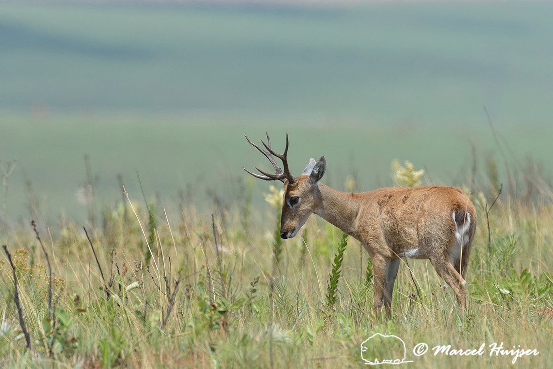 Pampas deer (Ozotoceros bezoarticus), Parque Nacional da Serra da Canastra, Minas Gerais, Brazil (near threatened, IUCN 2014)
