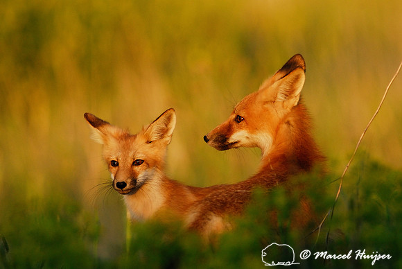 Portrait of red fox (Vulpes vulpes) kits in golden light, Montana, USA