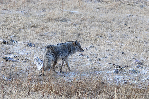 Coyote (Canis latrans) wet after river crossing, Montana, USA