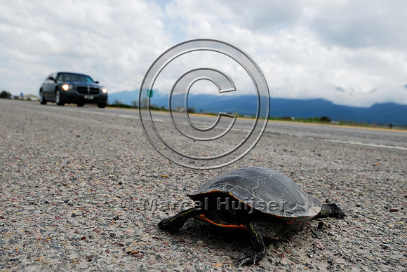 Painted turtle (Chrysemys picta) roadkill, MT