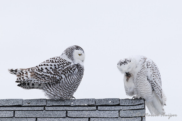 Snowy Owl (Bubo scandiacus), Montana, USA