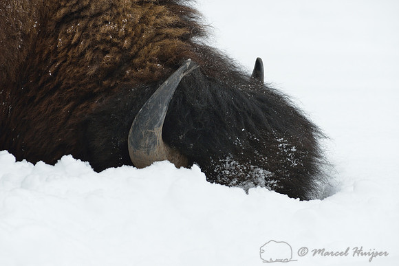 Bison (Bison bison) moving head side to side to move snow to access vegetation under the snow, Wyoming, USA