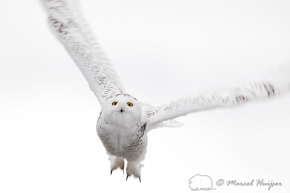 Snowy Owl (Bubo scandiacus), Montana, USA
