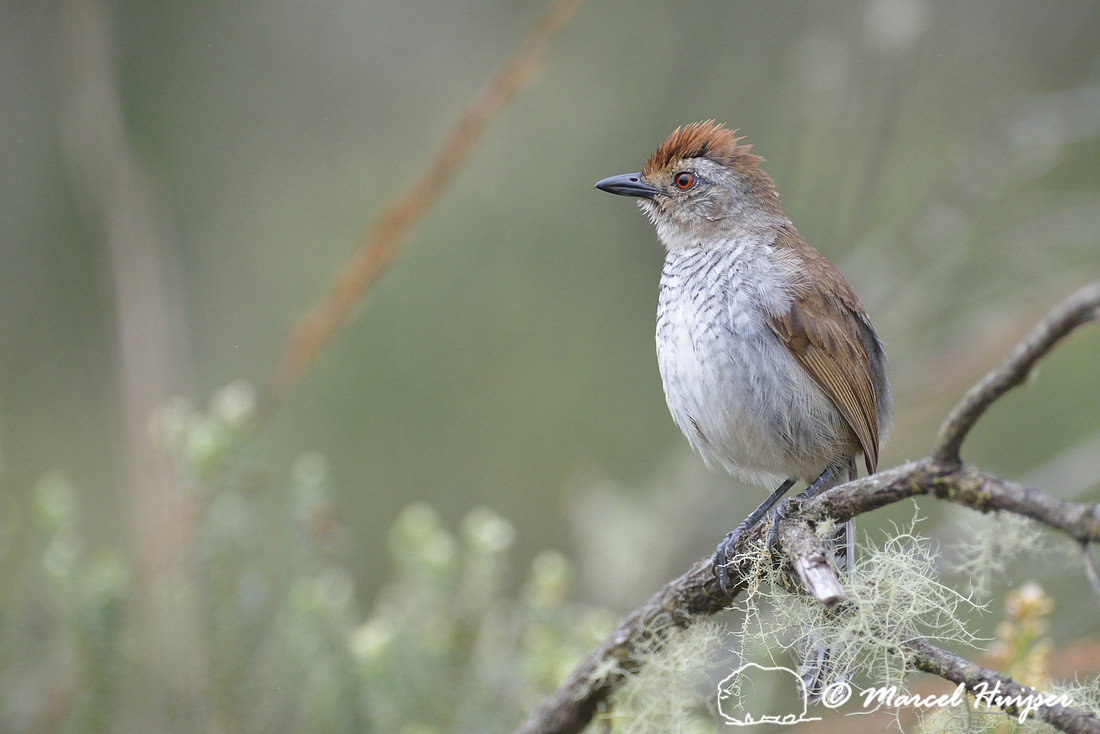 Rufous-capped antshrike (Thamnophilus ruficapillus), Parque Nacional Aparados da Serra, Cânion Itaimbezinho, Rio Grande do Sul, Brazil