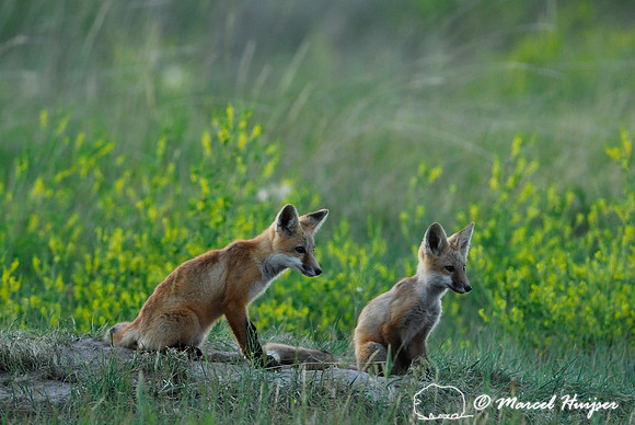 Red fox (Vulpes vulpes) kit, note the difference in body size of the siblings, Montana, USA