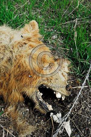 Decomposing carcass of a roadkilled black bear (Ursus americanus) adult (blonde color phase), Montana, USA