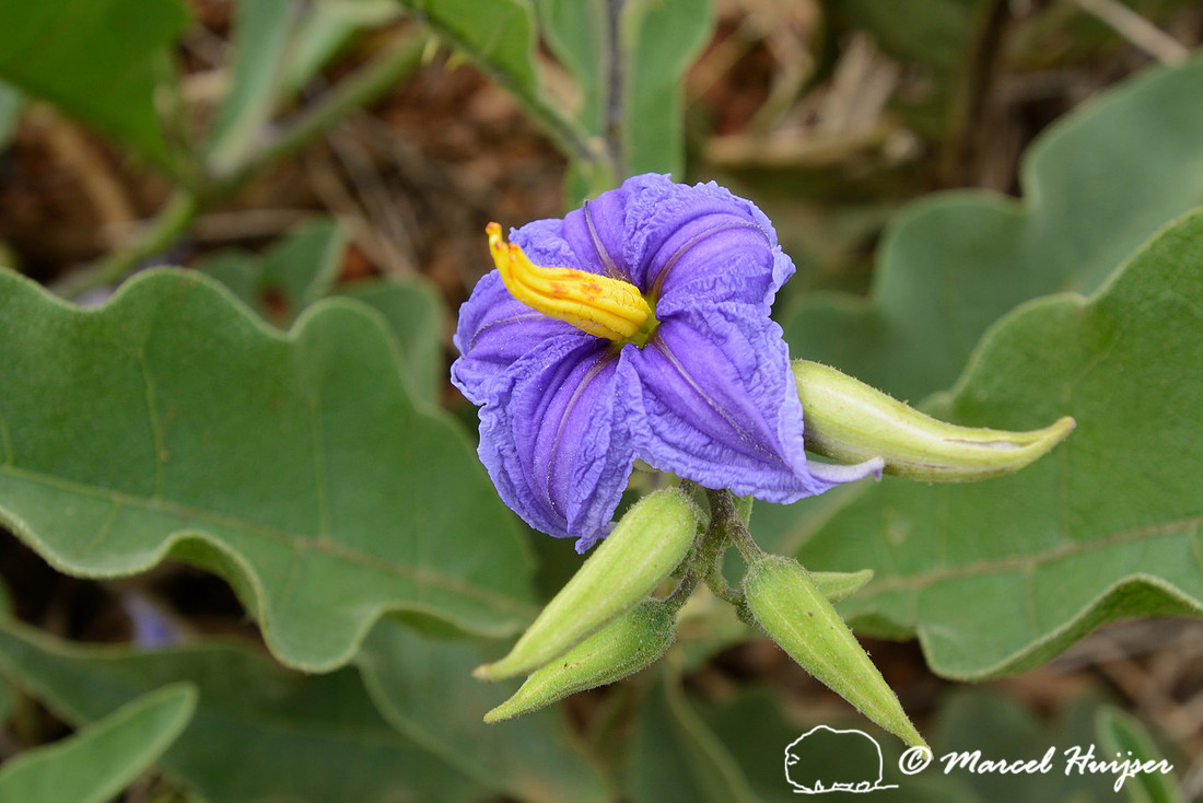 Wolf apple (Solanum lycocarpum), near São Roque de Minas, Minas Gerais, Brazil