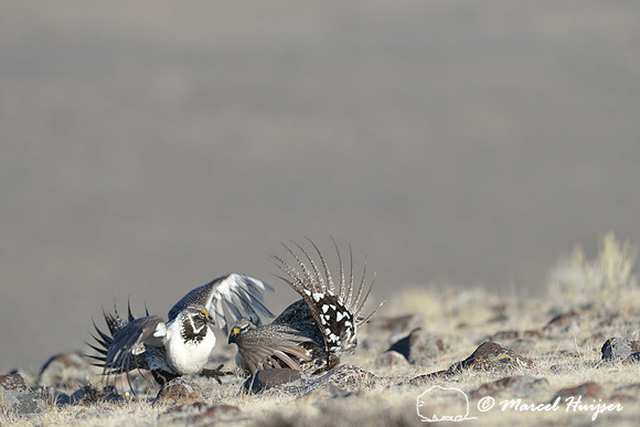 Greater sage-grouse (Centrocercus urophasianus) males fighting, Montana, USA