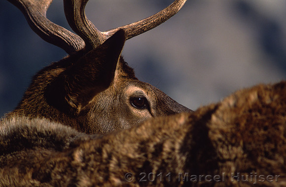 Elk (Cervus elaphus) looking back, Rocky Mountains