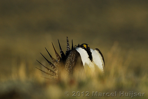Male sage grouse (Centrocercus urophasianus) in a lek and displaying, near Bannack, Montana, USA