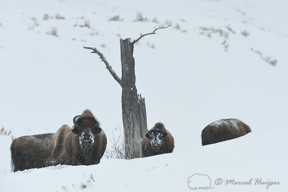 Bison (Bison bison) in snow storm, Wyoming, USA
