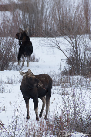 Bull moose (Alces alces) with shed antlers browsing willows alon