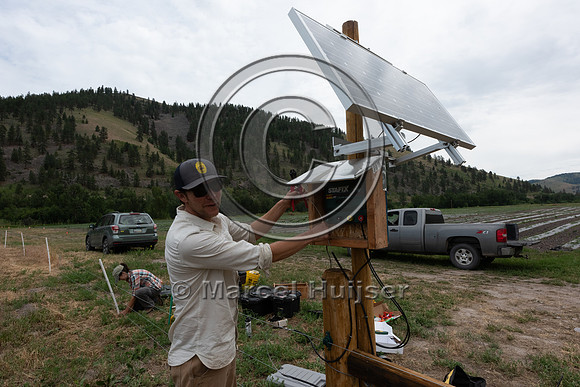 Installing electric fence and gates at a melon field to keep bla