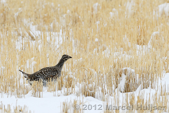 Sharp-tailed grouse (Tympanuchus phasianellus), on grain field near Freezout Lake, Fairfield, Montana, USA