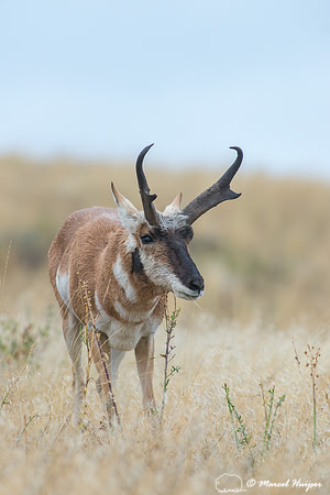 Pronghorn buck (Antilocapra americana), Montana, USA