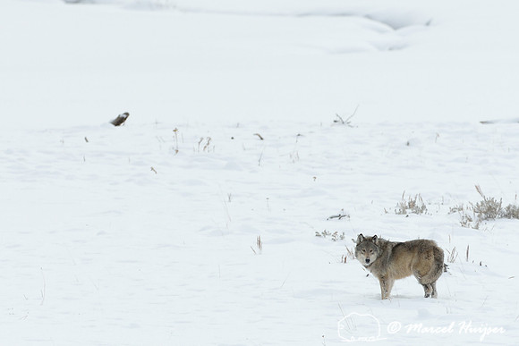Wolf (Canis lupus), Wyoming, USA