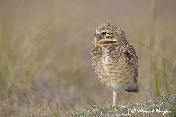 Burrowing owl (Athene cunicularia), Estação Experimental e a Estação Ecológica de Itirapina, São Paulo, Brazil