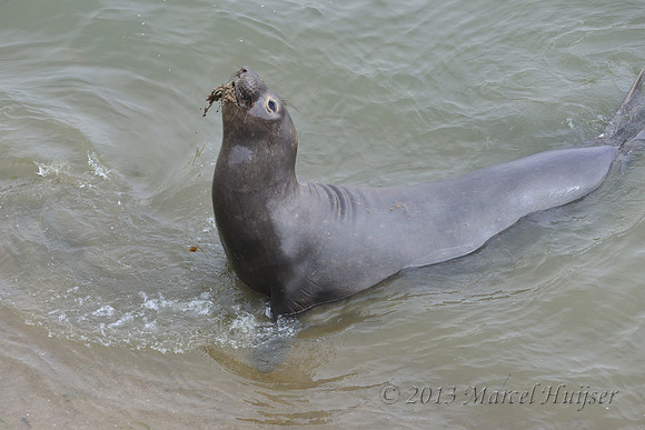 Northern elephant seal (Mirounga angustirostris) scoops up sand with mouth and flings it over its back, Point Reyes National Seashore, California, USA