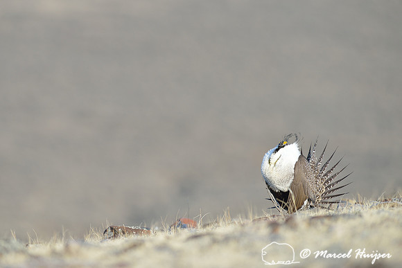 Greater sage-grouse (Centrocercus urophasianus), Montana, USA