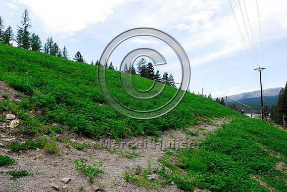 Steep slope of wildlife overpas US Hwy 93, MT