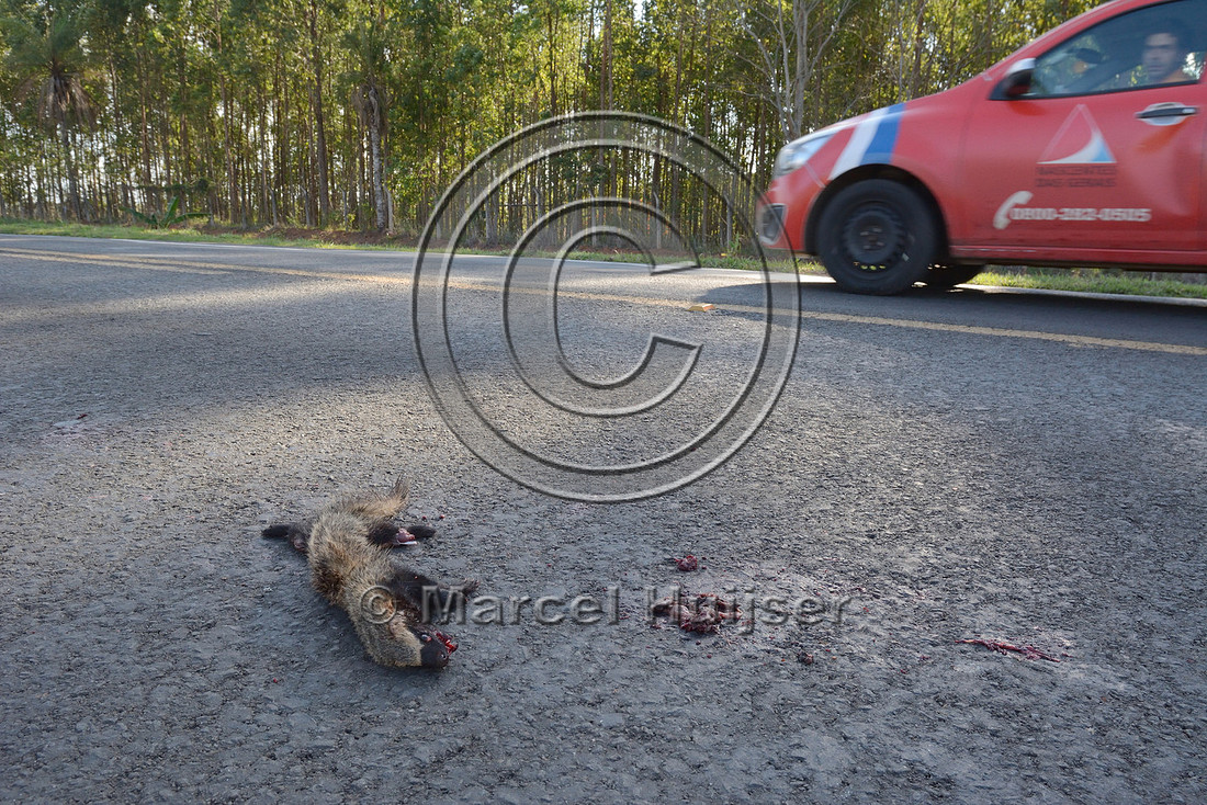 Lesser grison (Galictis cuja) roadkill with Luís Gustavo Lopes Almada from the concessionária Nascentes das Gerais driving by, about 3 km west of Furnas, MG-050, Minas Gerais,  Brazil