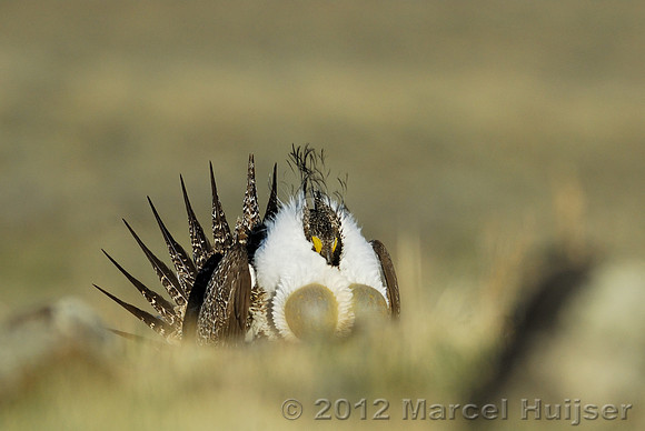 Male sage grouse (Centrocercus urophasianus) in a lek and displaying, near Bannack, Montana, USA