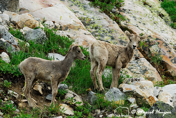 Bighorn sheep (Ovis canadensis) lambs, British Columbia, Canada