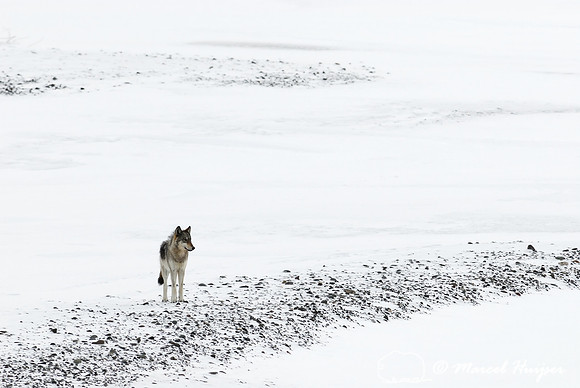 Wolf (Canis lupus), Wyoming, USA