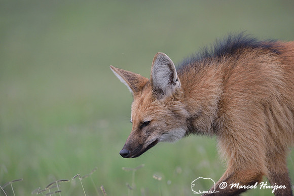Maned wolf (Chrysocyon brachyurus), Parque Nacional da Serra da Canastra, Minas Gerais, Brazil
