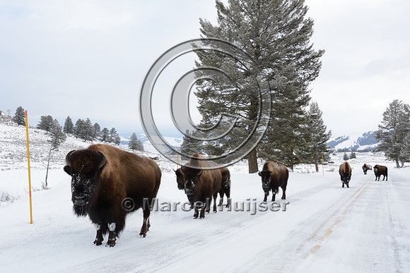 Bison (Bison bison) on the road, Wyoming, USA