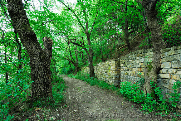Tree lane, Bulgaria