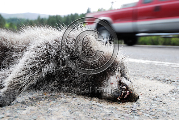 Raccoon (Procyon lotor) roadkill, MT