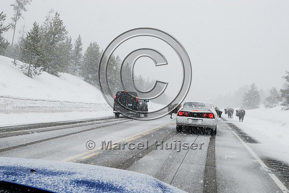 Bison (Bos bison) on road in snowstorm with traffic, MT