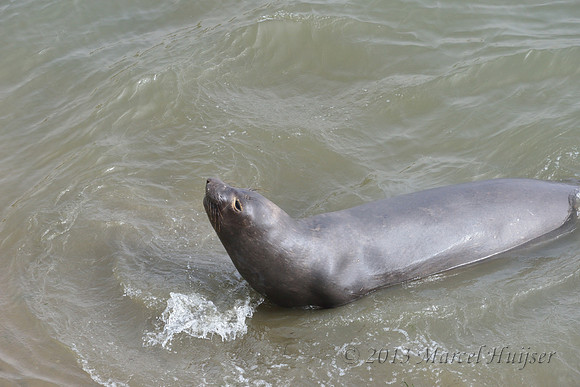 Northern elephant seal (Mirounga angustirostris) scoops up sand with mouth and flings it over its back, Point Reyes National Seashore, California, USA