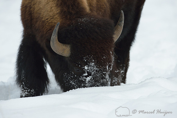 Bison (Bison bison) moving snow to access vegetation, Wyoming, USA