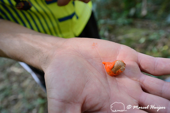 Fruit eaten by wooly spider monkeys (Brachyteles arachnoides), near São Francisco Xavier, São Paulo, Brazil