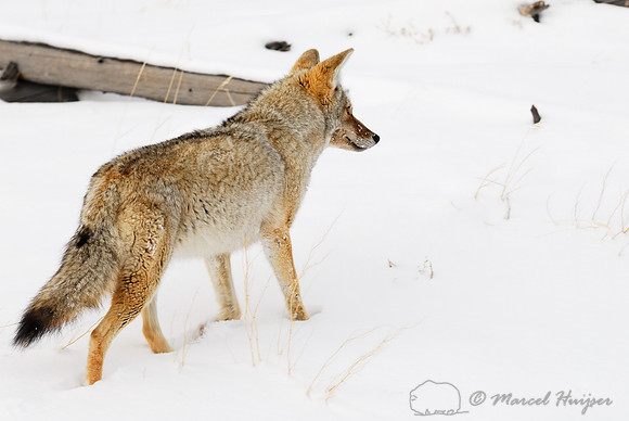 Coyote (Canis latrans) in the snow, Wyoming, USA