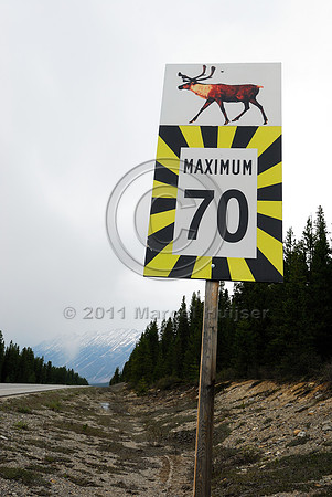 Caribou (Rangifer tarandus) warning sign and maximum speed limit 70 km/h, AB