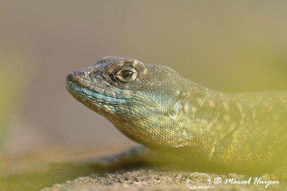 Calango or Amazon lava lizard (Tropidurus torquatus), Monte Alegre, Piracicaba, São Paulo, Brazil