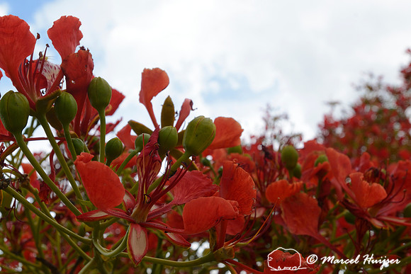 Tree with red flowers, near Casca d'Anta, Parque Nacional da Serra da Canastra, Minas Gerais, Brazil
