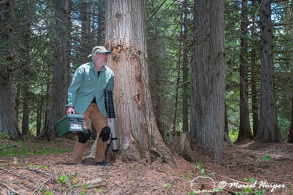 Marcel Huijser arrives to check the camera at rub tree, Montana