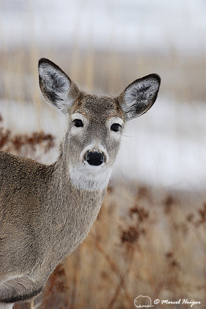 White-tailed deer (Odocoileus virginianus) doe, Montana, USA