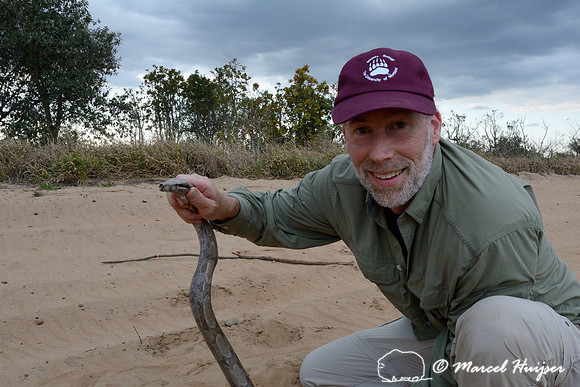 Marcel Huijser holds this boa constrictor (Boa constrictor) before it was removed from the dirt road, east of Brotas, São Paulo, Brazil