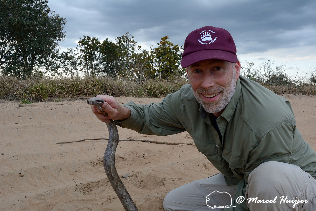 Marcel Huijser holds this boa constrictor (Boa constrictor) before it was removed from the dirt road, east of Brotas, São Paulo, Brazil