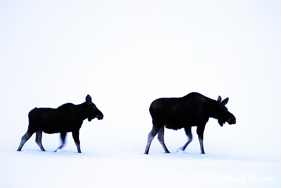 Moose (Alces alces) in the snow