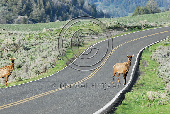 Elk (Cervus canadensis) approaching and crossing road, WY